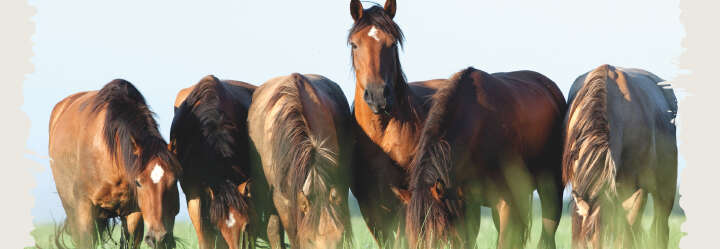 einstiegsbanner pferd pferdefutter raufutter derby